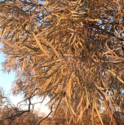 Unverified Other Tree at Mungo, NSW - Yesterday by tomo5B
