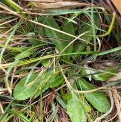 Taraxacum sp. at Mount Clear, ACT - 13 Sep 2024 by JamesVandersteen