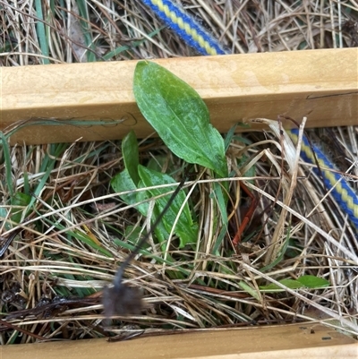 Unverified Plant at Mount Clear, ACT - 12 Sep 2024 by JamesVandersteen