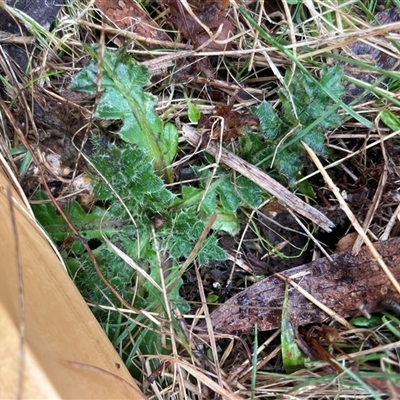 Cirsium vulgare at Mount Clear, ACT - 12 Sep 2024 by JamesVandersteen