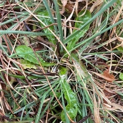 Taraxacum sp. at Mount Clear, ACT - 12 Sep 2024 by JamesVandersteen
