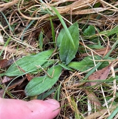 Plantago varia (Native Plaintain) at Mount Clear, ACT - 12 Sep 2024 by JamesVandersteen