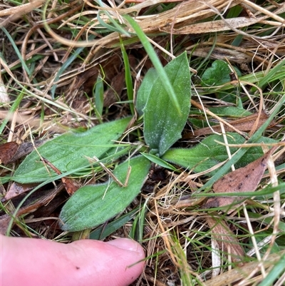 Plantago varia (Native Plaintain) at Mount Clear, ACT - 12 Sep 2024 by JamesVandersteen