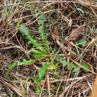 Taraxacum sp. (Dandelion) at Mount Clear, ACT - 12 Sep 2024 by JamesVandersteen