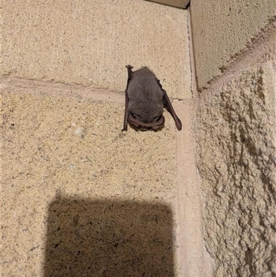 Unverified Microbat at Bungowannah, NSW - Today by AlburyCityEnviros