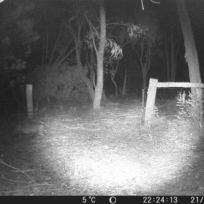 Vombatus ursinus (Bare-nosed Wombat) at Crowther, NSW - 21 Jun 2025 by Frecko