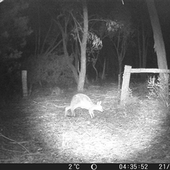 Macropus giganteus (Eastern Grey Kangaroo) at Crowther, NSW - 21 Jun 2025 by Frecko