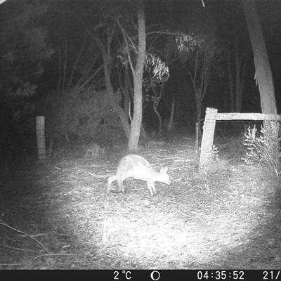 Macropus giganteus (Eastern Grey Kangaroo) at Crowther, NSW - 21 Jun 2025 by Frecko