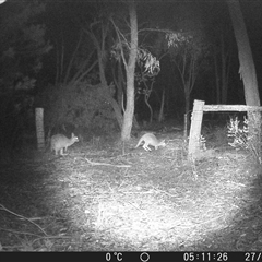 Macropus giganteus (Eastern Grey Kangaroo) at Crowther, NSW - 27 Jun 2025 by Frecko