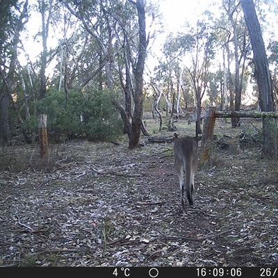 Macropus giganteus (Eastern Grey Kangaroo) at Crowther, NSW - 26 Jun 2025 by Frecko
