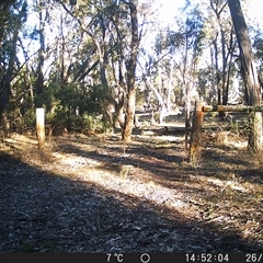 Macropus giganteus (Eastern Grey Kangaroo) at Crowther, NSW - 26 Jun 2025 by Frecko