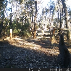 Macropus giganteus (Eastern Grey Kangaroo) at Crowther, NSW - 26 Jun 2025 by Frecko