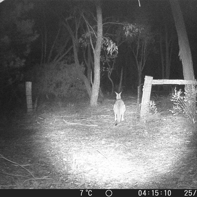 Macropus giganteus (Eastern Grey Kangaroo) at Crowther, NSW - 25 Jun 2025 by Frecko