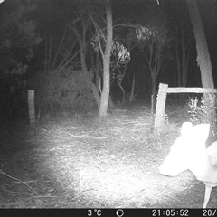 Dama dama at Crowther, NSW - 20 Jun 2025 by Frecko