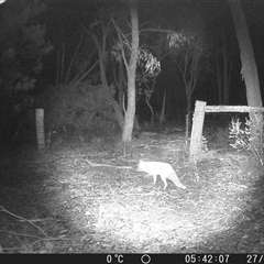 Vulpes vulpes (Red Fox) at Crowther, NSW - 27 Jun 2025 by Frecko