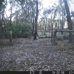 Lepus capensis (Brown Hare) at Crowther, NSW - 21 Jun 2025 by Frecko