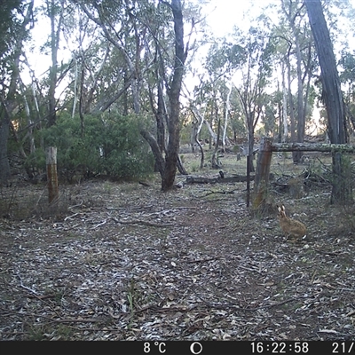 Lepus capensis (Brown Hare) at Crowther, NSW - 21 Jun 2025 by Frecko