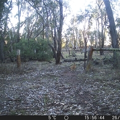 Lepus capensis at Crowther, NSW - 26 Jun 2025 03:56 PM