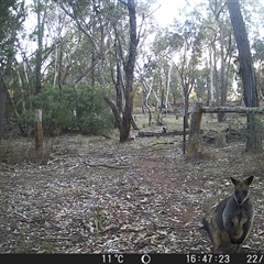 Wallabia bicolor (Swamp Wallaby) at Crowther, NSW - 22 Jun 2025 by Frecko
