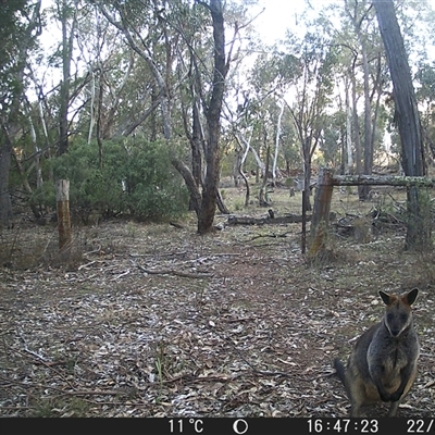 Wallabia bicolor (Swamp Wallaby) at Crowther, NSW - 22 Jun 2025 by Frecko