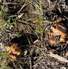 Unverified Cap on a stem; gills below cap [mushrooms or mushroom-like] at Broke, NSW - 4 Jul 2025 by RoyP