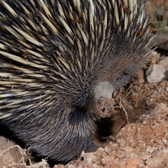 Tachyglossus aculeatus (Short-beaked Echidna) at Throsby, ACT - Yesterday by TimL