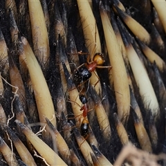 Camponotus consobrinus at Throsby, ACT - Yesterday by TimL