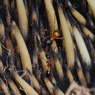 Camponotus consobrinus at Throsby, ACT - Yesterday by TimL