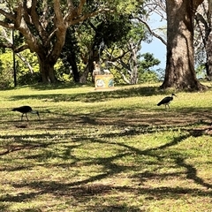 Threskiornis spinicollis at Darwin City, NT - 4 Jul 2025 by JimL