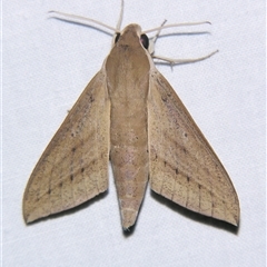 Theretra latreillii (Pale Brown Hawk Moth) at Babinda, QLD - 23 Oct 2008 by PJH123