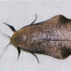 Echiomima mythica (A Gelechioid moth (Xyloryctinae) at Babinda, QLD - 23 Oct 2008 by PJH123