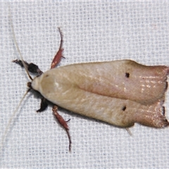 Echiomima mythica (A Gelechioid moth (Xyloryctinae) at Babinda, QLD - 23 Oct 2008 by PJH123