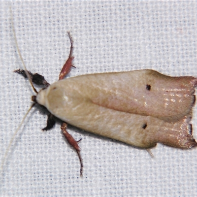 Echiomima mythica (A Gelechioid moth (Xyloryctinae) at Babinda, QLD - 23 Oct 2008 by PJH123