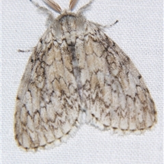 Unverified Noctuoid moth (except Arctiinae) at Babinda, QLD - 23 Oct 2008 by PJH123