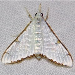 Cirrhochrista aetherialis (A Crambid moth (Spilomelinae) at Babinda, QLD - 23 Oct 2008 by PJH123