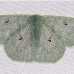Prasinocyma caniola (A Geometrid moth (Geometrinae) at Babinda, QLD - 23 Oct 2008 by PJH123
