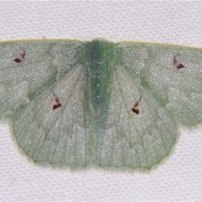 Prasinocyma caniola (A Geometrid moth (Geometrinae) at Babinda, QLD - 23 Oct 2008 by PJH123