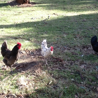 Gallus gallus (Red Junglefowl (Domestic)) at Berry, NSW - Yesterday by plants