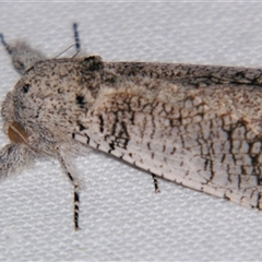 Skeletophyllon tempestua (A Wood Moth (Zeuzerinae) at Babinda, QLD - 23 Oct 2008 by PJH123