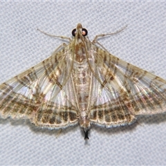 Glyphodes stolalis (A Crambid moth (Spilomelinae) at Babinda, QLD - 23 Oct 2008 by PJH123