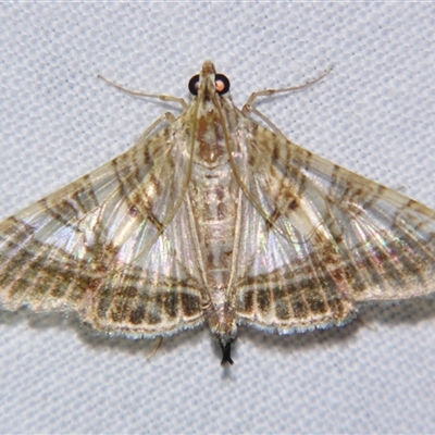 Glyphodes stolalis (A Crambid moth (Spilomelinae) at Babinda, QLD - 23 Oct 2008 by PJH123