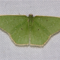 Albinospila floresaria (An Emerald moth (Hemitheini) at Babinda, QLD - 23 Oct 2008 by PJH123