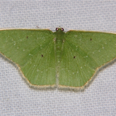 Albinospila floresaria (An Emerald moth (Hemitheini) at Babinda, QLD - 23 Oct 2008 by PJH123