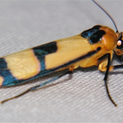 Oeonistis delia (A Tiger moth (Lithosiini) at Babinda, QLD - 23 Oct 2008 by PJH123