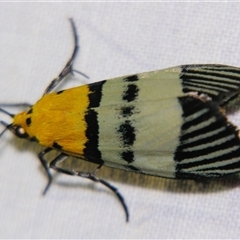 Vitessa zemire (A Pyralid moth (Pyralinae) at Babinda, QLD - 23 Oct 2008 by PJH123