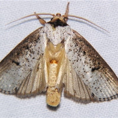 Cryptophasa xylomima (A Xyloryctid mot (Xyloryctinae) at Babinda, QLD - 23 Oct 2008 by PJH123