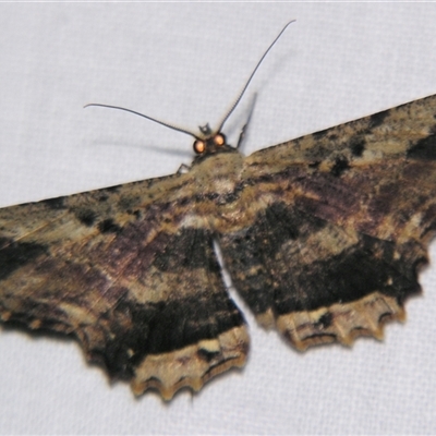 Chorodna strixaria (A Geometrid moth (Boarmiiini) at Babinda, QLD - 23 Oct 2008 by PJH123