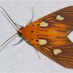 Unverified Noctuoid moth (except Arctiinae) at Babinda, QLD - 23 Oct 2008 by PJH123