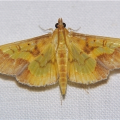 Botyodes asialis (A Crambid moth (Spilomelinae) at Babinda, QLD - 23 Oct 2008 by PJH123