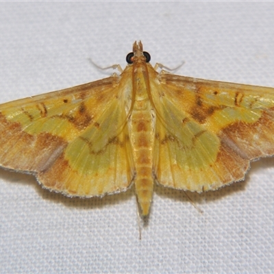Botyodes asialis (A Crambid moth (Spilomelinae) at Babinda, QLD - 23 Oct 2008 by PJH123
